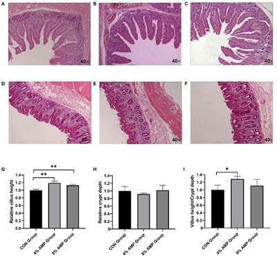 Dietary Aronia melanocarpa Pomace Supplementation Enhances the Expression of ZO-1 and Occludin and Promotes Intestinal Development in Pigs